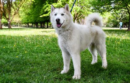 Enlarge Max, a Adoptable mixed breed in Yakima, WA image 3/3