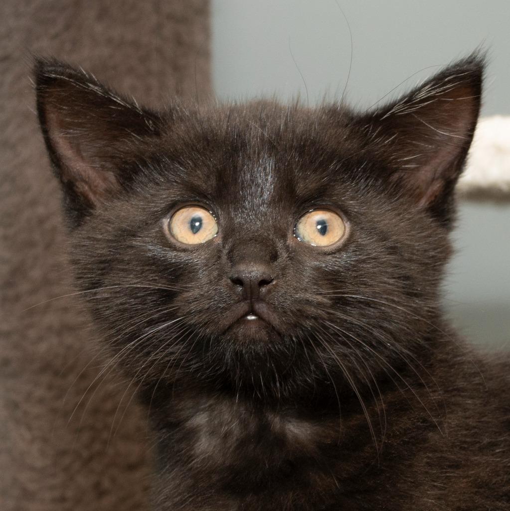 Tarot, Adoptable, Kitten Female Domestic Short Hair.