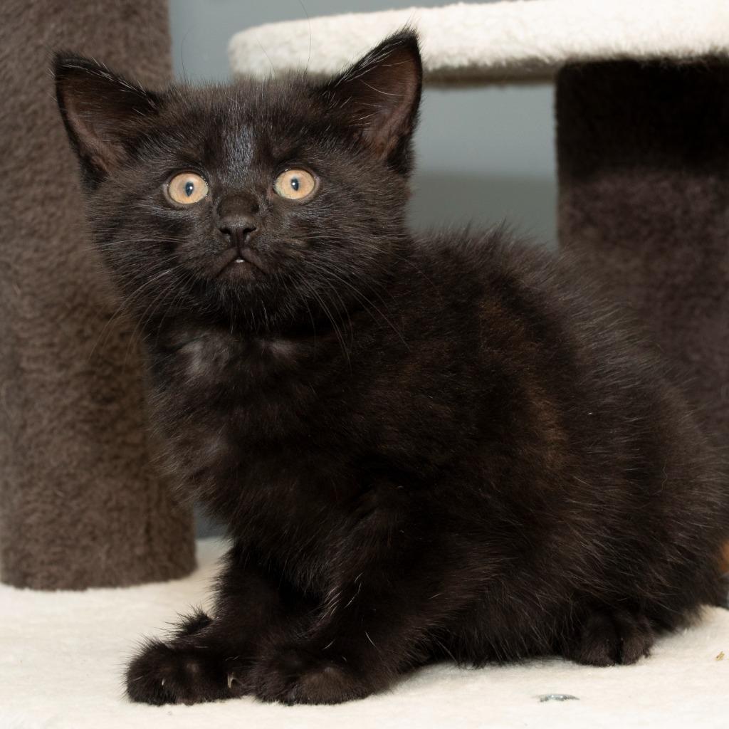 Enlarge Tarot, a Adoptable Domestic Short Hair in Troy, OH image 2/2
