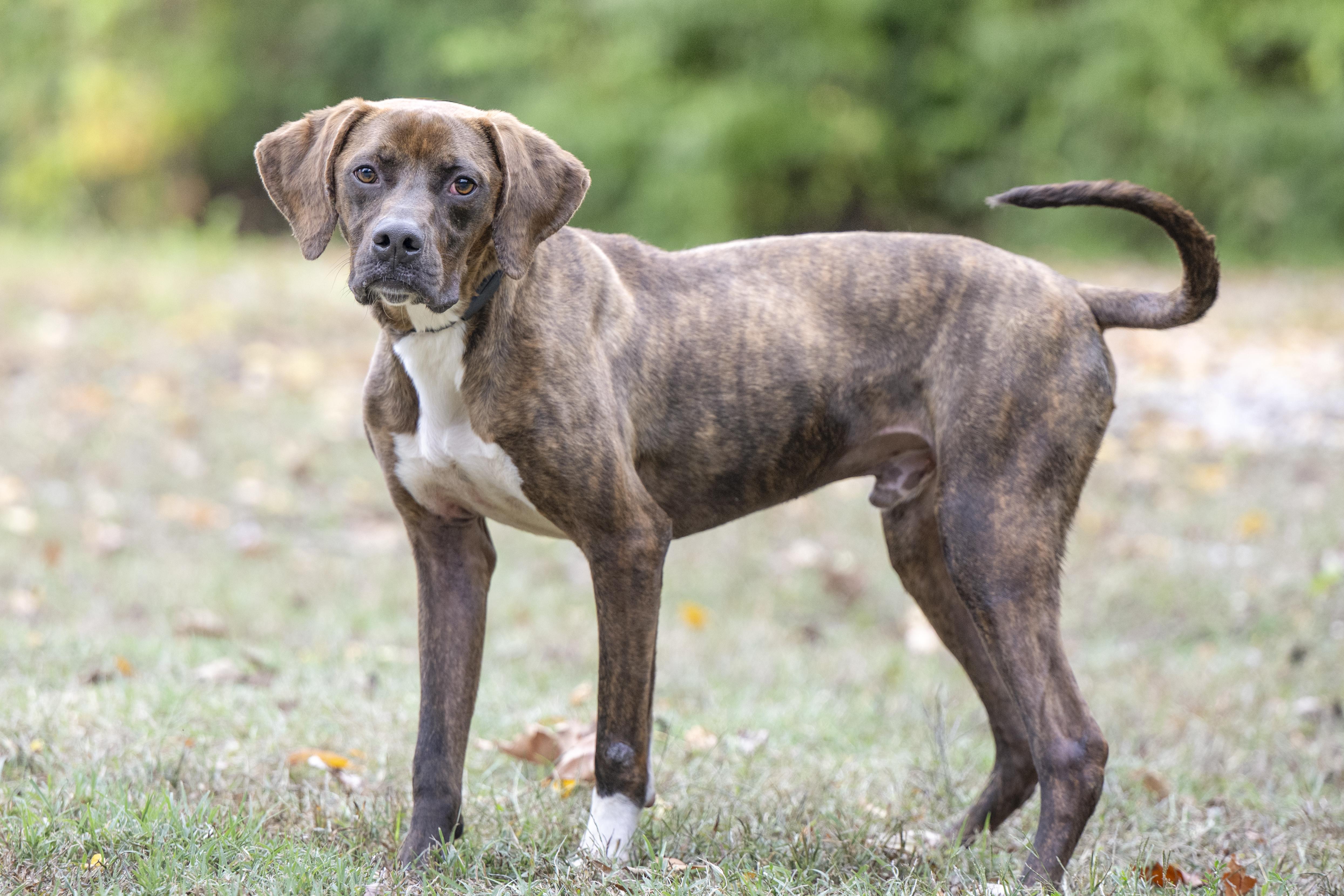 TJ, Adoptable, Adult Male Pit Bull Terrier.