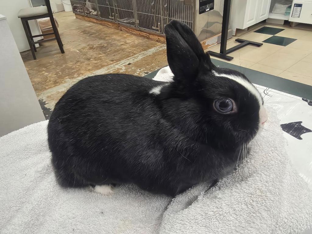 Poppy, Adoptable, Adult Female Dwarf.