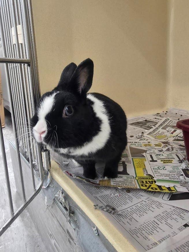 Enlarge Poppy, a Adoptable Dwarf in CRYSTAL LAKE, IL image 2/3