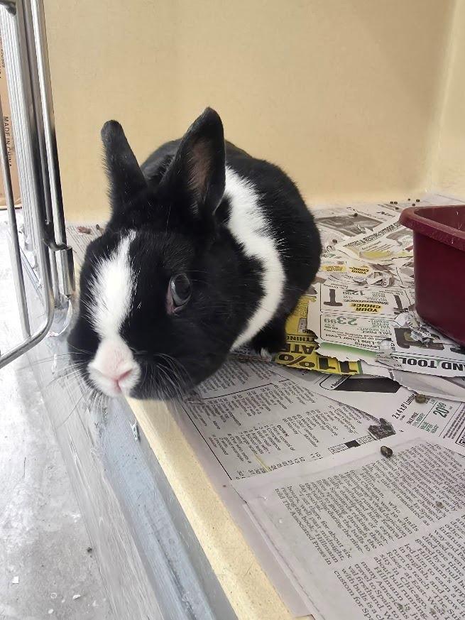 Enlarge Poppy, a Adoptable Dwarf in CRYSTAL LAKE, IL image 3/3