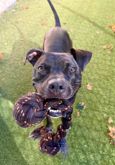 Enlarge BOUJEE, a Adoptable mixed breed in Minneapolis, MN image 1/1