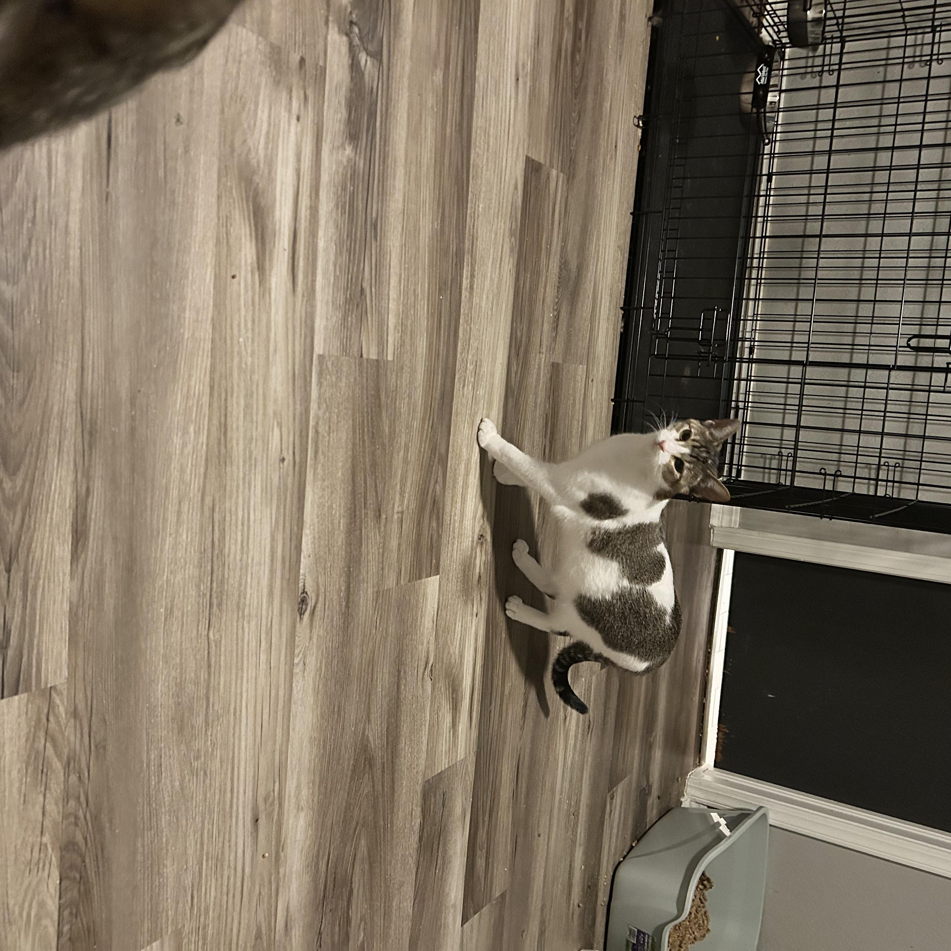 Enlarge Destiny, a Adoptable Domestic Short Hair in Tulsa, OK image 4/6