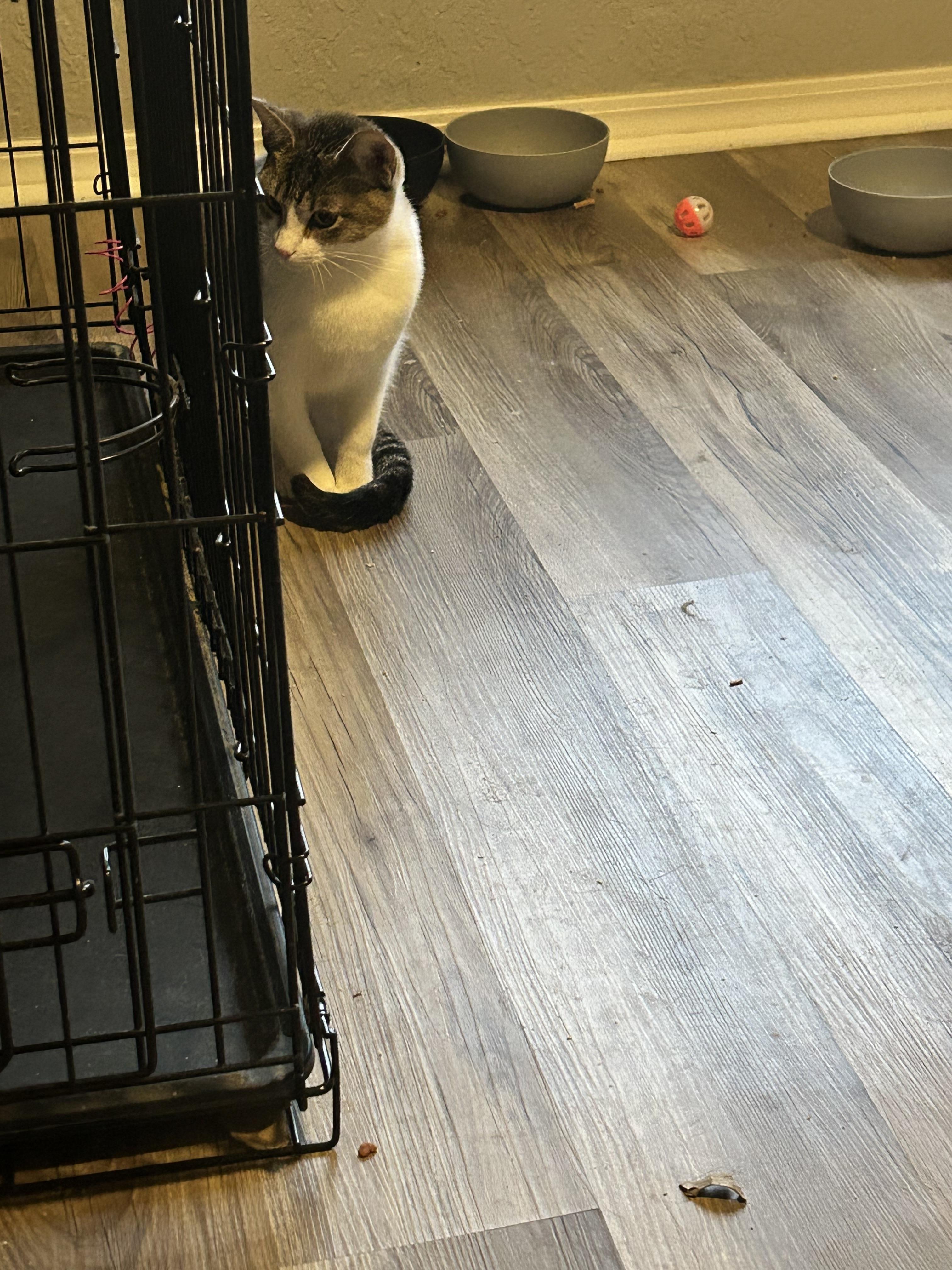 Enlarge Destiny, a Adoptable Domestic Short Hair in Tulsa, OK image 5/6