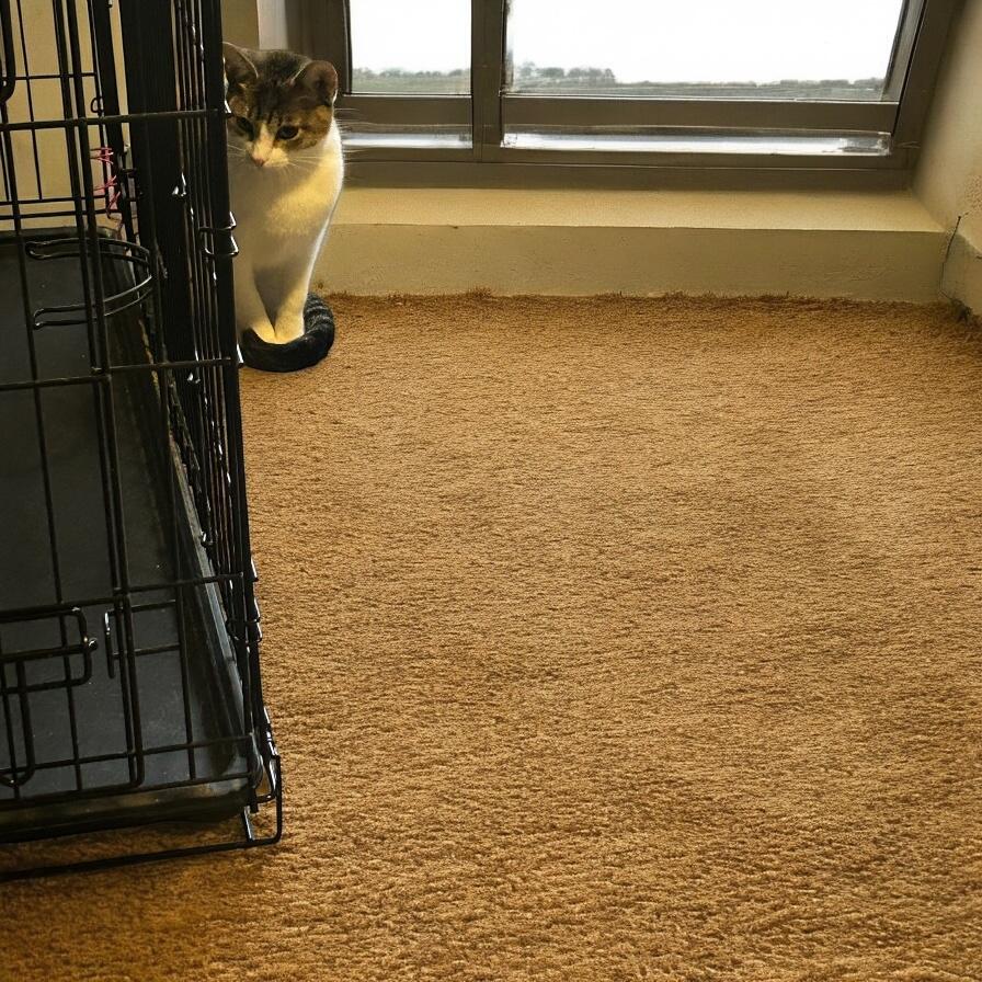 Enlarge Destiny, a Adoptable Domestic Short Hair in Tulsa, OK image 6/6