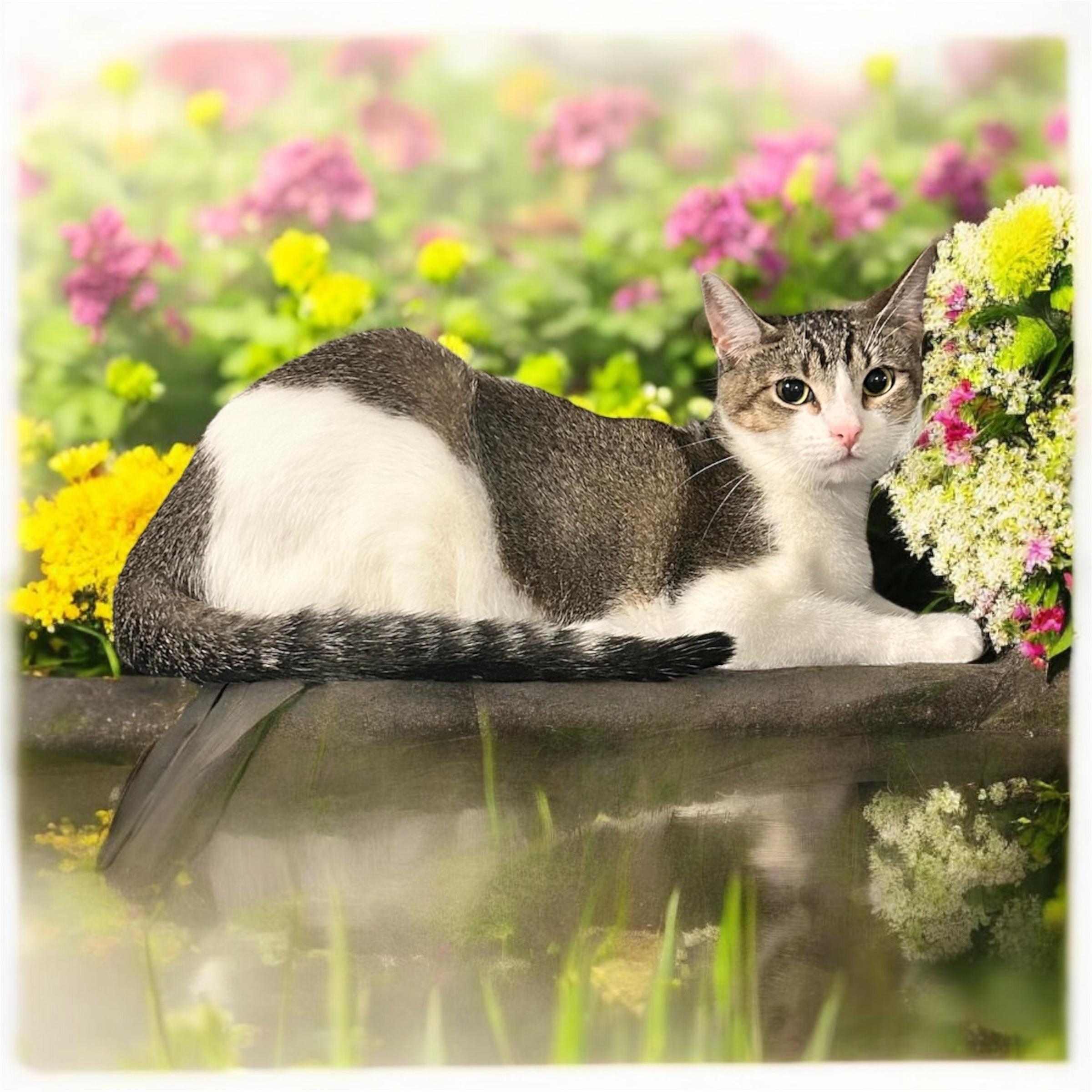 Enlarge Destiny, a Adoptable Domestic Short Hair in Tulsa, OK image 1/6