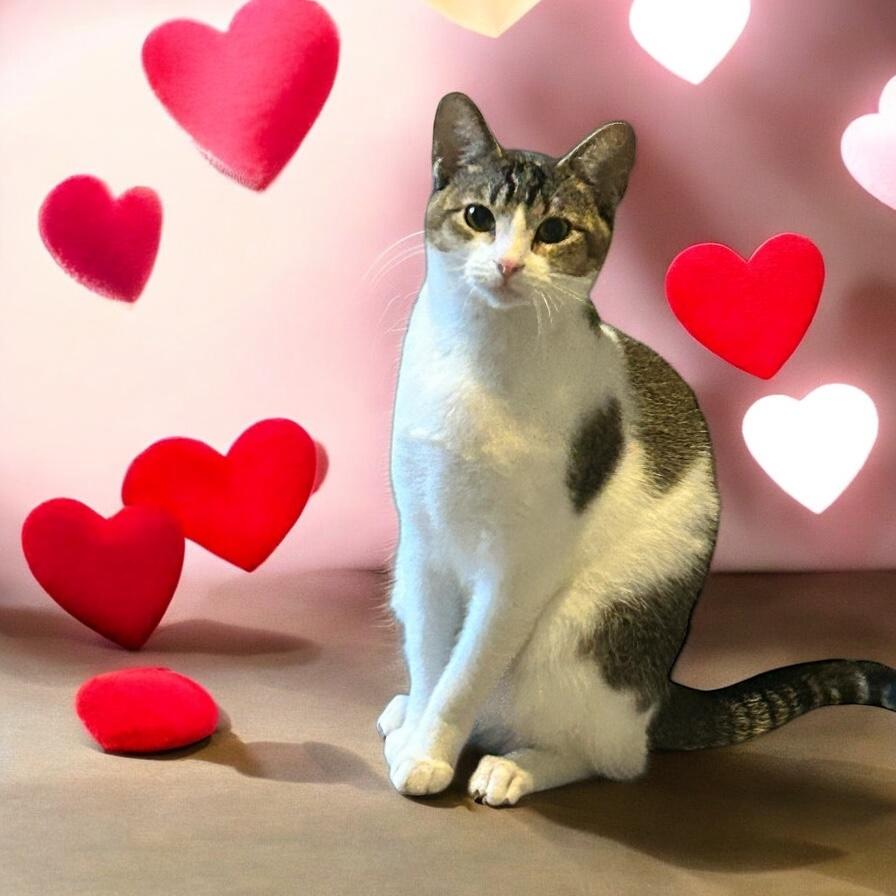 Enlarge Destiny, a Adoptable Domestic Short Hair in Tulsa, OK image 2/6