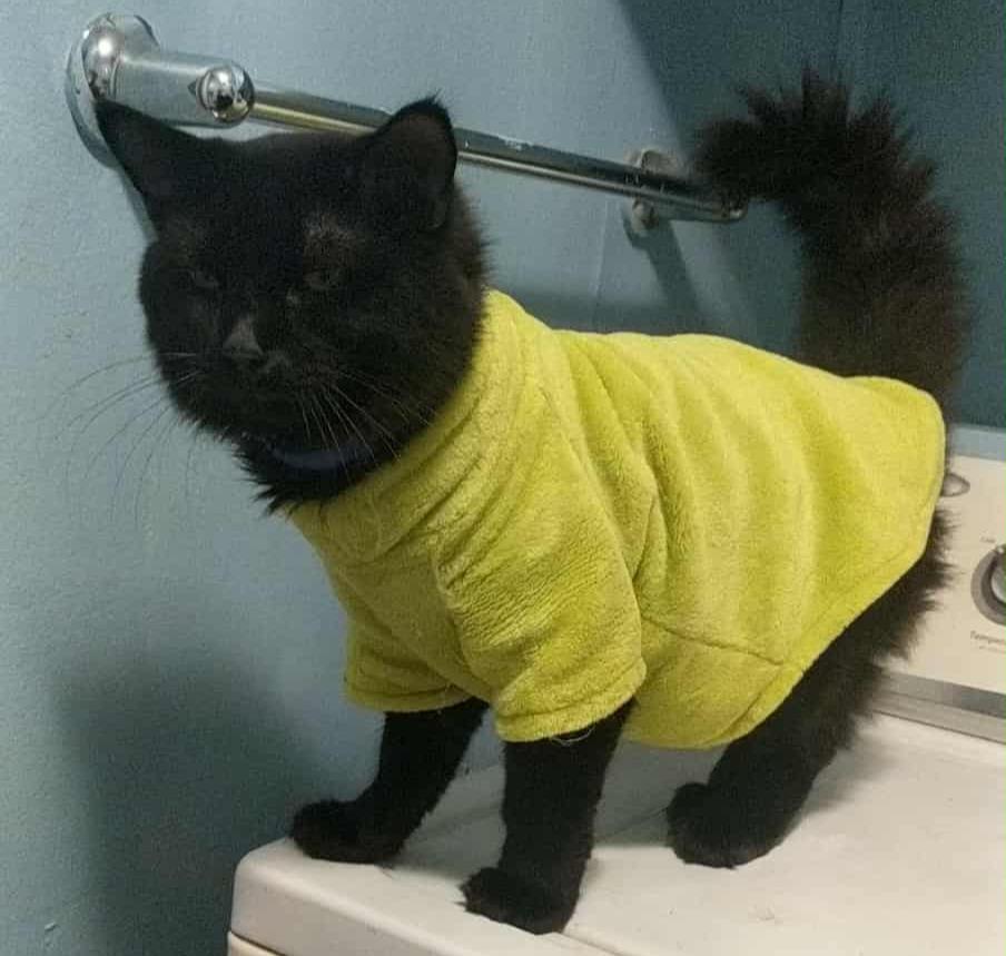 Enlarge Lucky, a Adoptable mixed breed in Darien, GA image 1/1