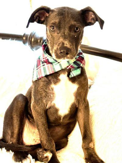 Cloud, Adoptable, Young Male Weimaraner & Hound.