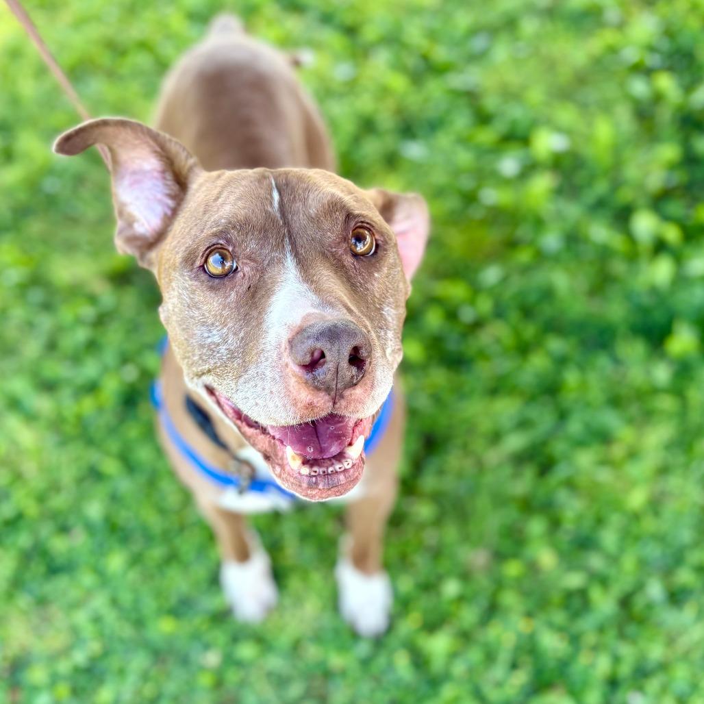 Callie, Adoptable, Senior Female Pit Bull Terrier.