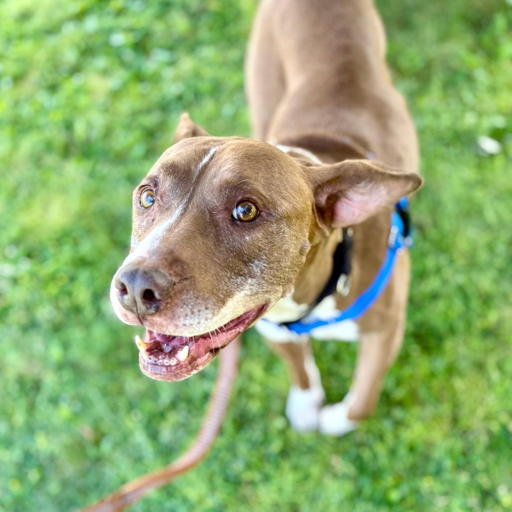 Callie, a Adoptable Pit Bull Terrier in Glenwood Springs, CO image 2/6