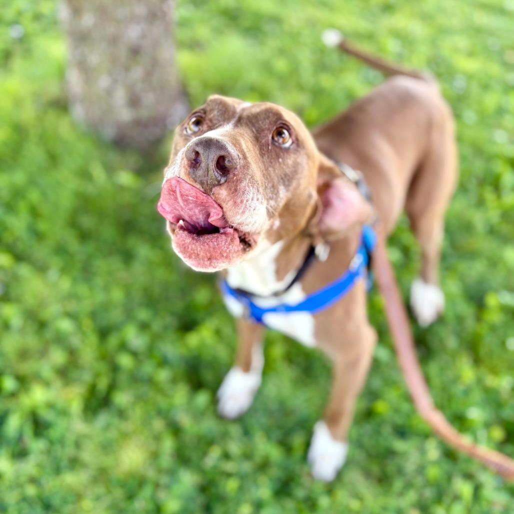 Callie, a Adoptable Pit Bull Terrier in Glenwood Springs, CO image 3/6