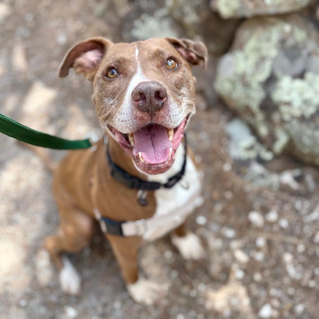 Enlarge Callie, a Adoptable Pit Bull Terrier in Glenwood Springs, CO image 3/6