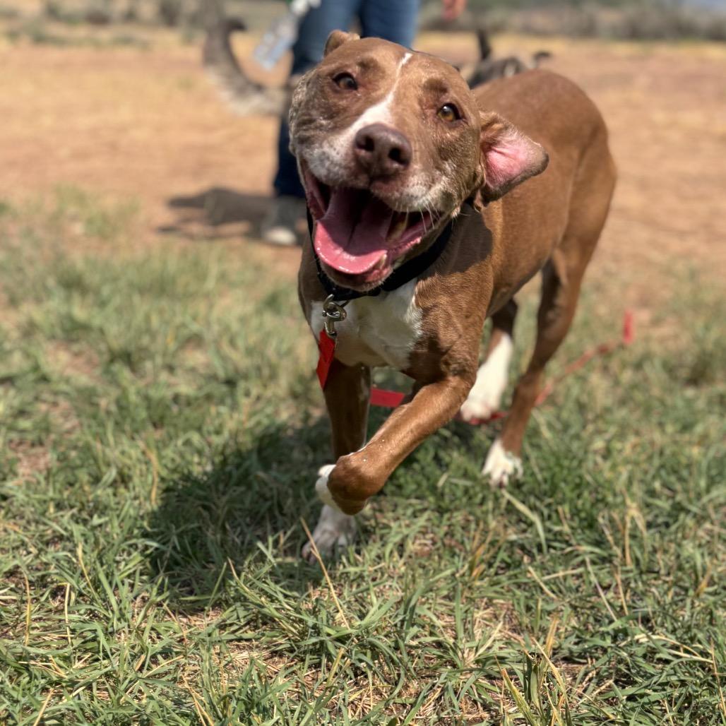 Callie, a Adoptable Pit Bull Terrier in Glenwood Springs, CO image 4/6