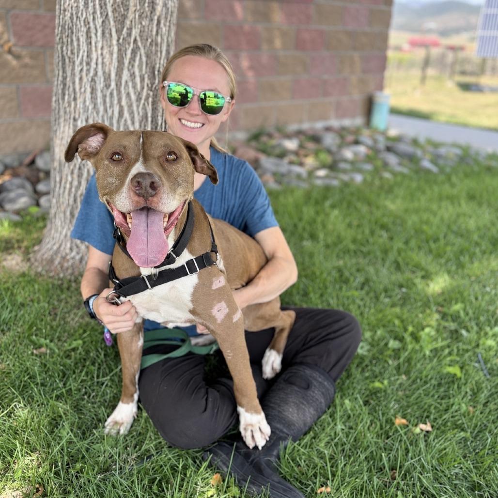 Enlarge Callie, a Adoptable Pit Bull Terrier in Glenwood Springs, CO image 4/6