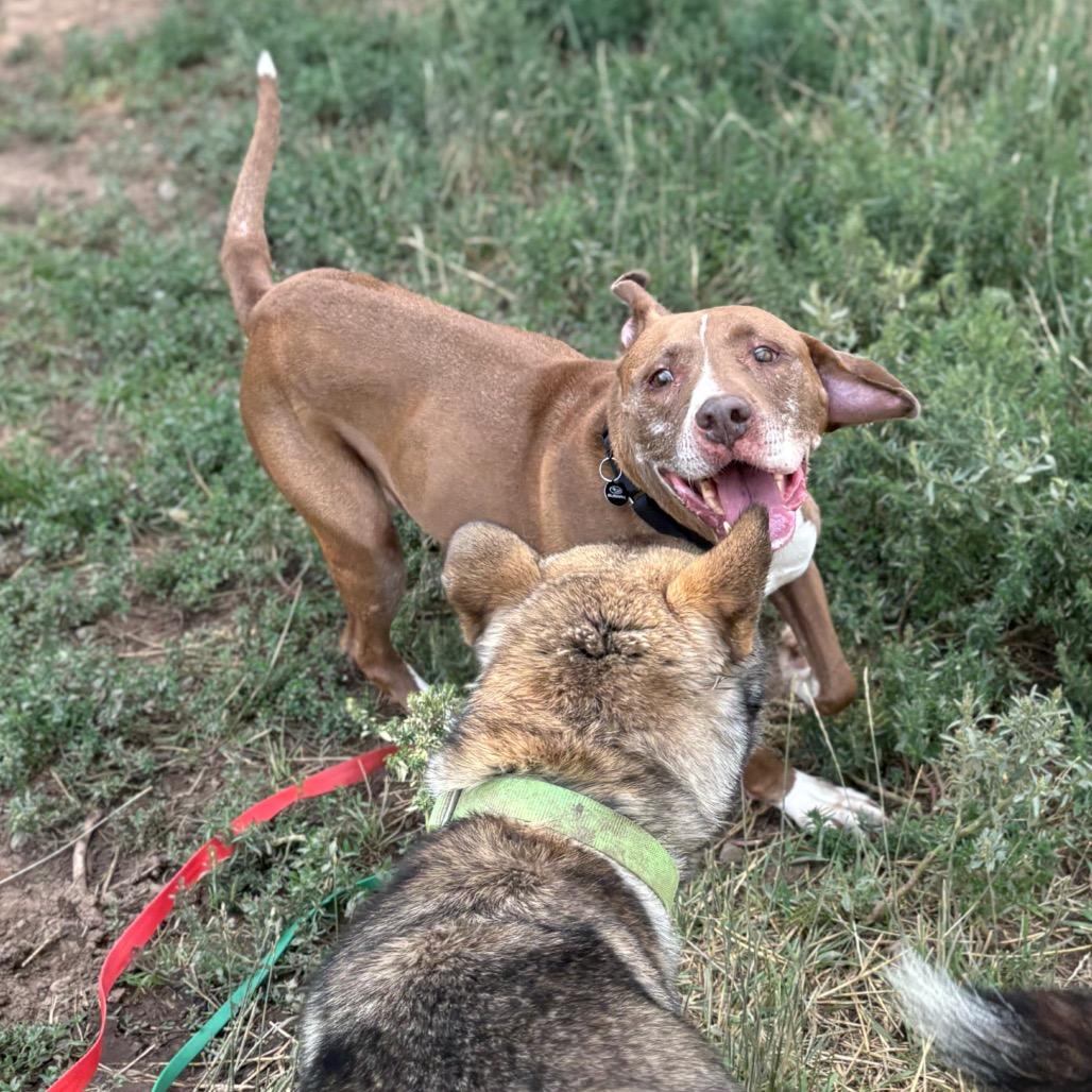 Callie, a Adoptable Pit Bull Terrier in Glenwood Springs, CO image 5/6