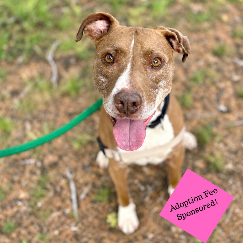 Enlarge Callie, a Adoptable Pit Bull Terrier in Glenwood Springs, CO image 5/6