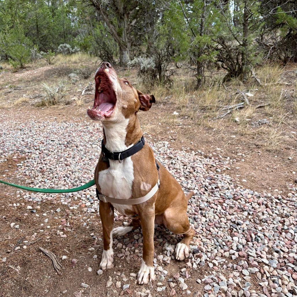 Enlarge Callie, a Adoptable Pit Bull Terrier in Glenwood Springs, CO image 6/6