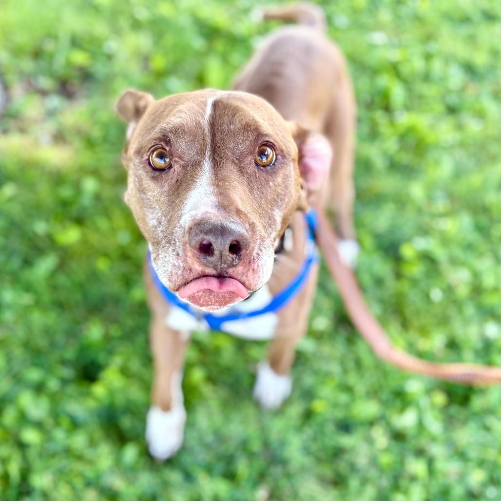 Callie, a Adoptable Pit Bull Terrier in Glenwood Springs, CO image 6/6