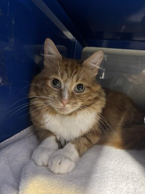 Craig, ADOPTABLE, Adult Male Domestic Medium Hair.