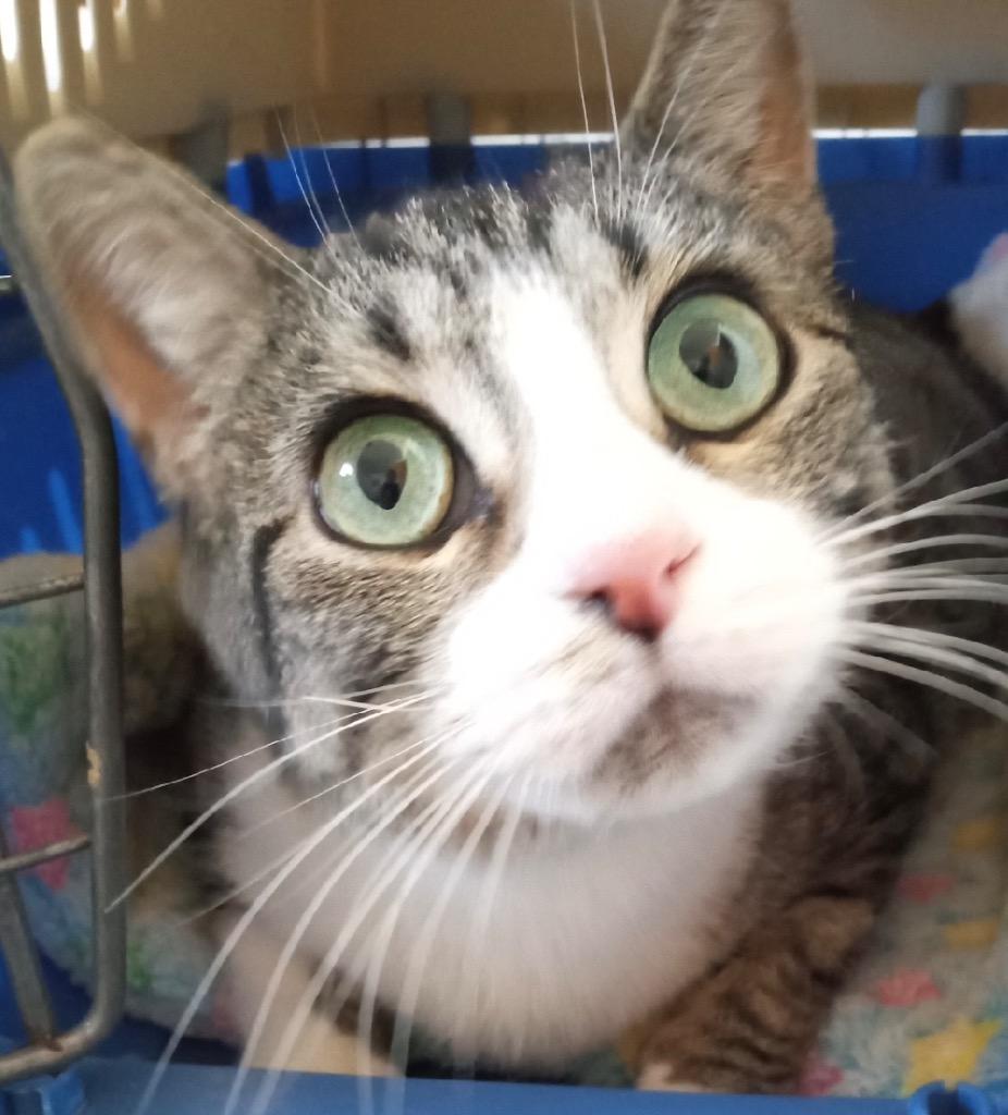 Lady, Adoptable, Adult Female Domestic Short Hair.