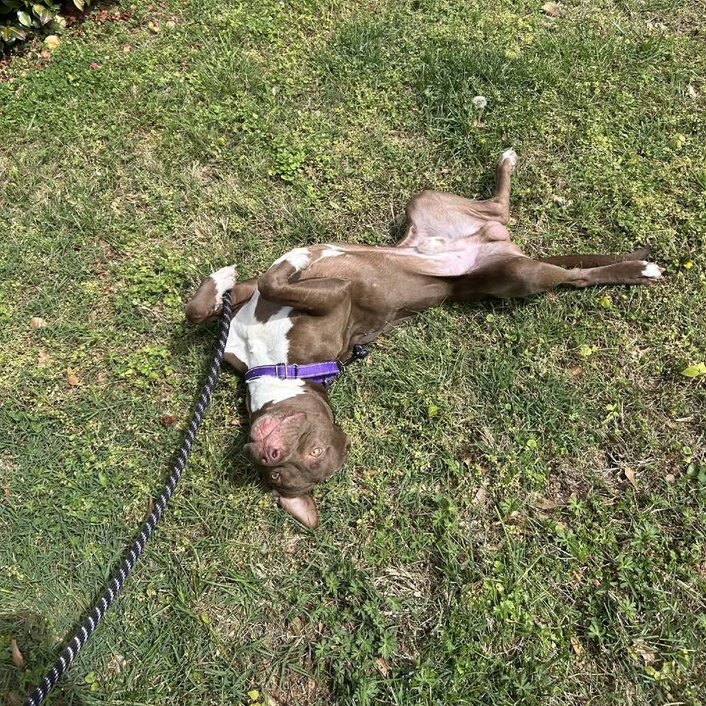 Blooper, Adoptable, Young Male Mixed Breed.