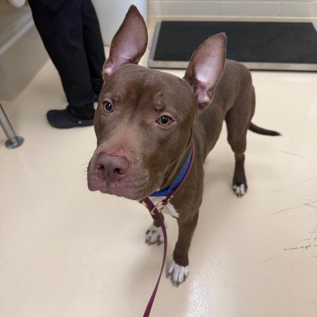 Enlarge Blooper, a Adoptable Mixed Breed in Winston-Salem, NC image 2/5