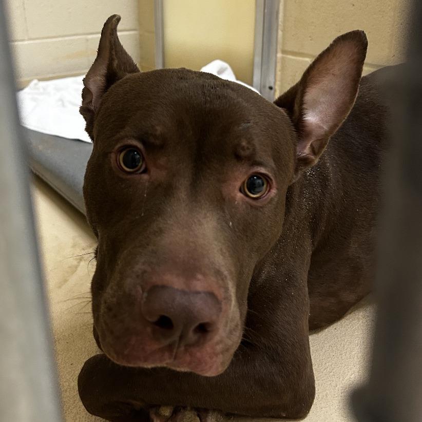 Enlarge Blooper, a Adoptable Mixed Breed in Winston-Salem, NC image 3/5