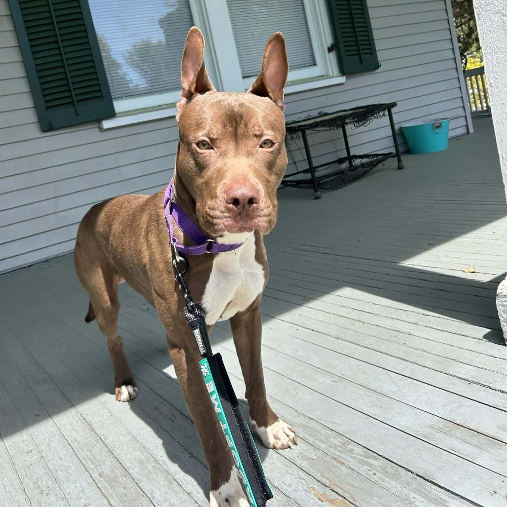 Enlarge Blooper, a Adoptable Mixed Breed in Winston-Salem, NC image 4/5
