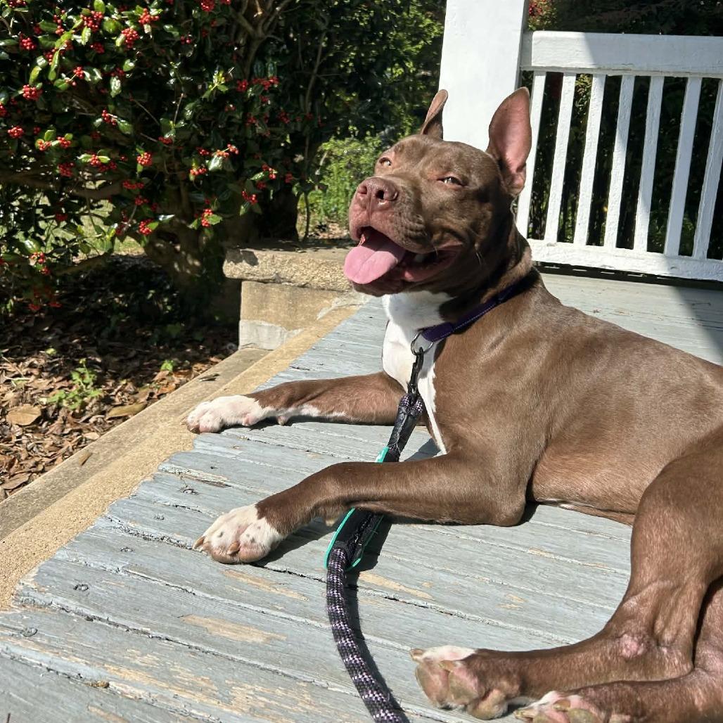Enlarge Blooper, a Adoptable Mixed Breed in Winston-Salem, NC image 5/5