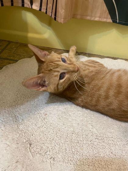 Leonard — thumbnail 2