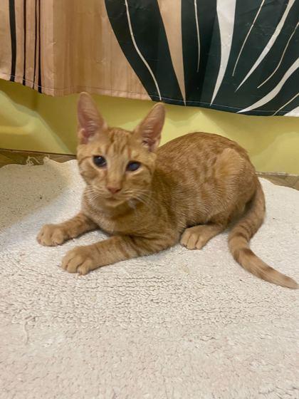 Leonard — thumbnail 3