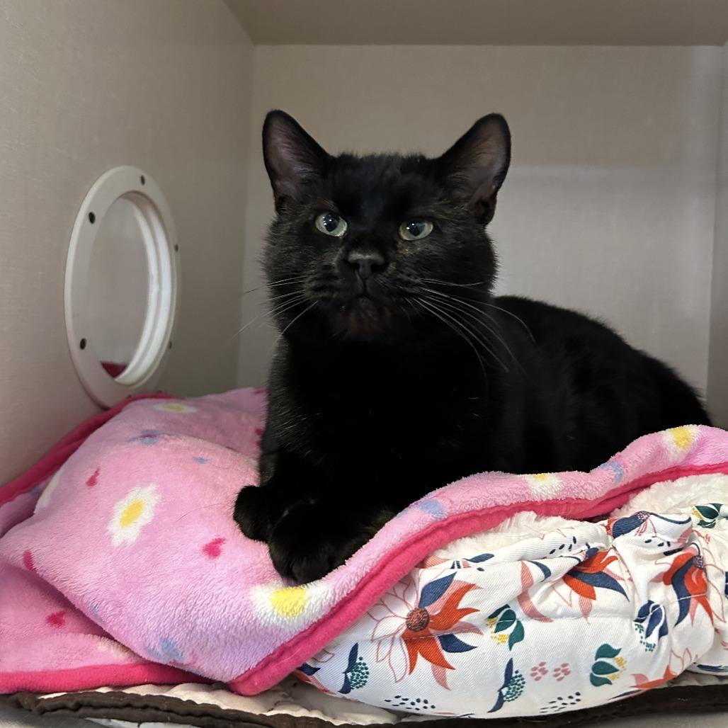 Jack, Adoptable, Adult Male Domestic Short Hair.