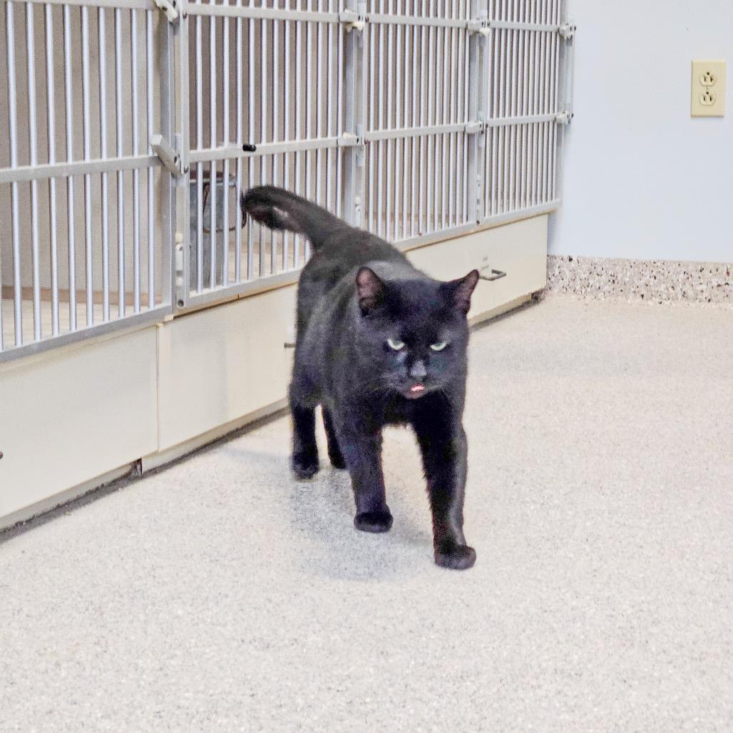 Jack, a Adoptable Domestic Short Hair in Conway, NH image 2/6