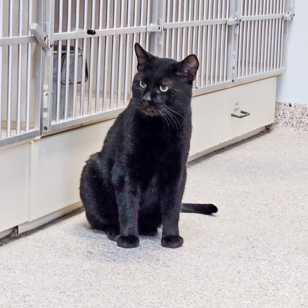 Jack, a Adoptable Domestic Short Hair in Conway, NH image 3/6