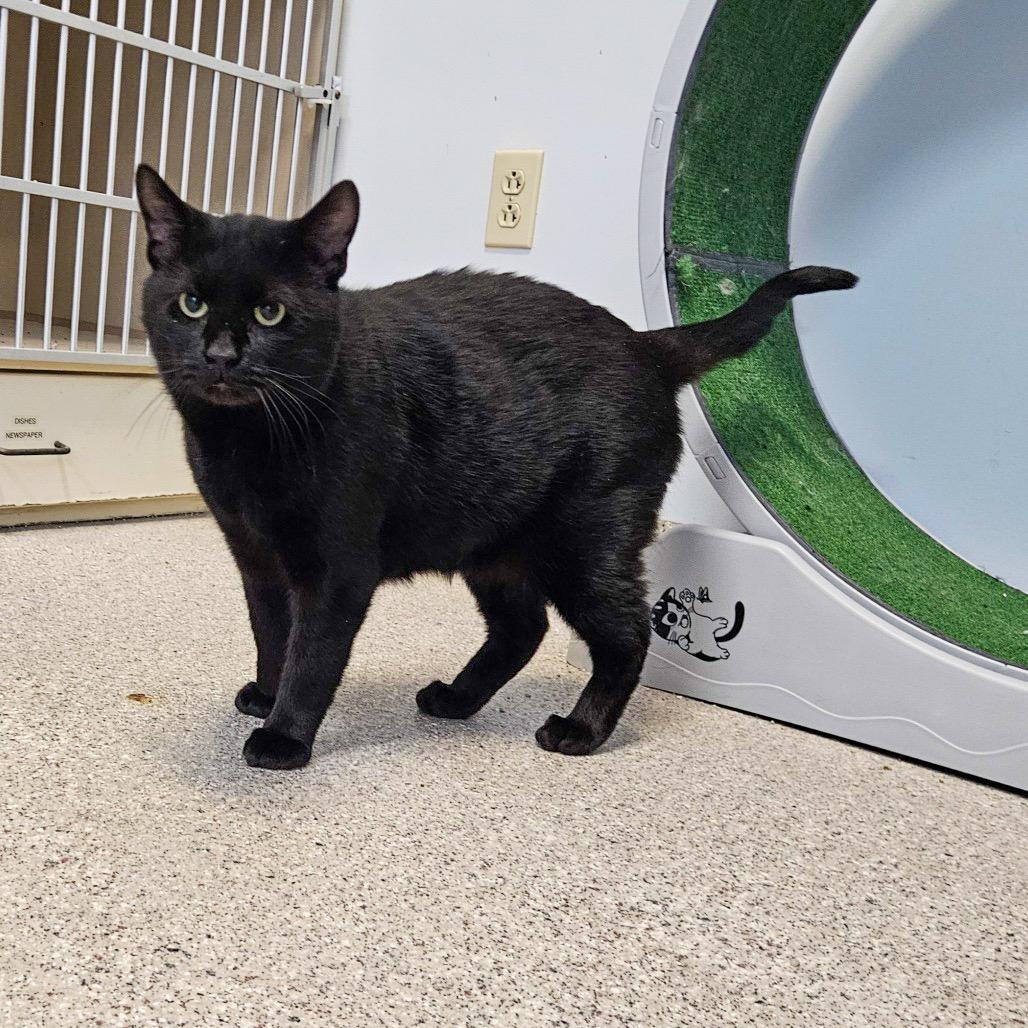 Jack, a Adoptable Domestic Short Hair in Conway, NH image 4/6