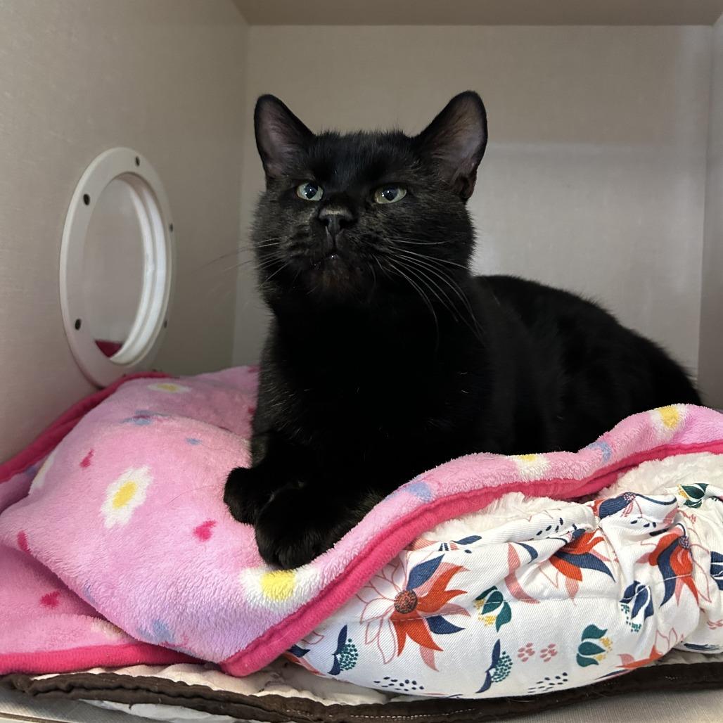 Jack, a Adoptable Domestic Short Hair in Conway, NH image 5/6