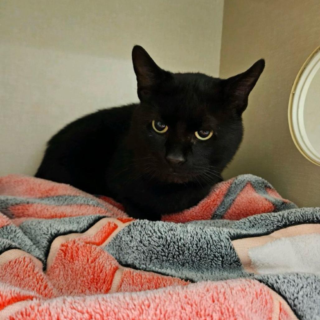 Jack, a Adoptable Domestic Short Hair in Conway, NH image 6/6