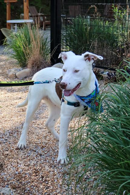 Tanner, a ADOPTABLE mixed breed in Hollister, MO image 6/6