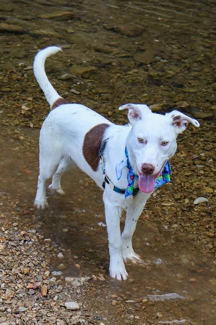 Tanner, ADOPTABLE, Young Male Australian Cattle Dog / Blue Heeler.