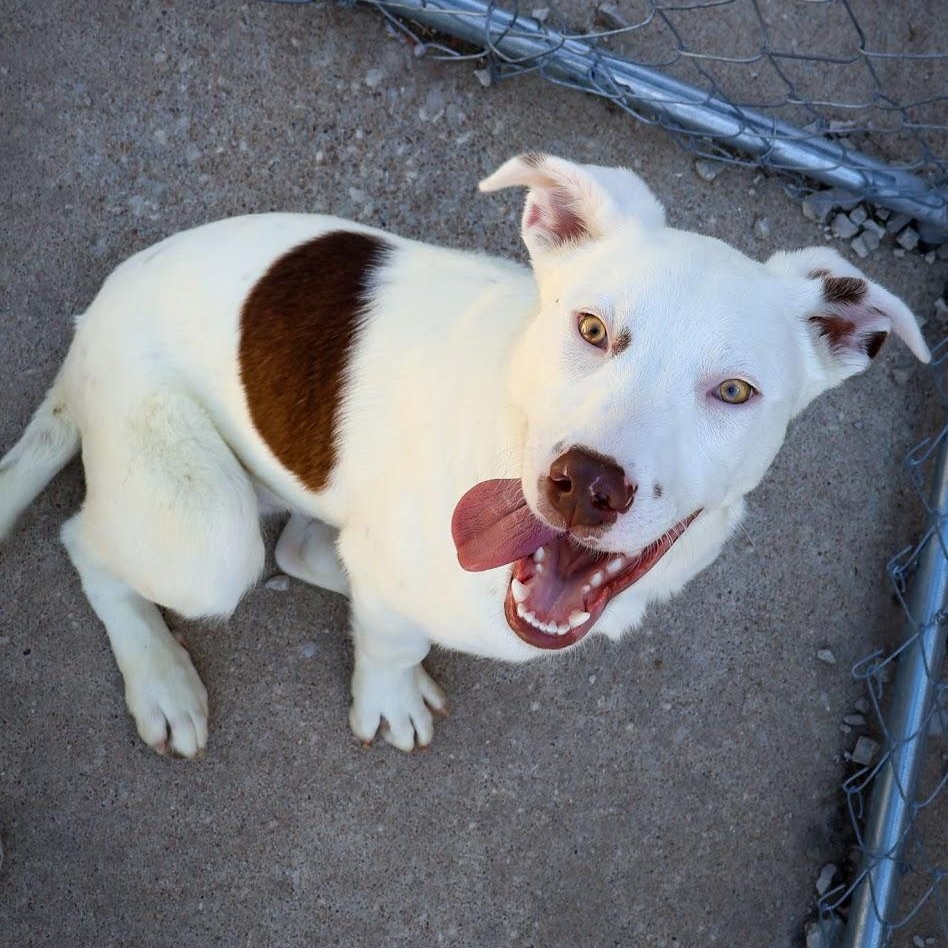 Enlarge Tanner, a ADOPTABLE Australian Cattle Dog / Blue Heeler in Hollister, MO image 2/3