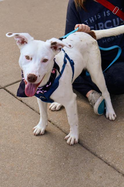Tanner, a ADOPTABLE mixed breed in Hollister, MO image 4/6