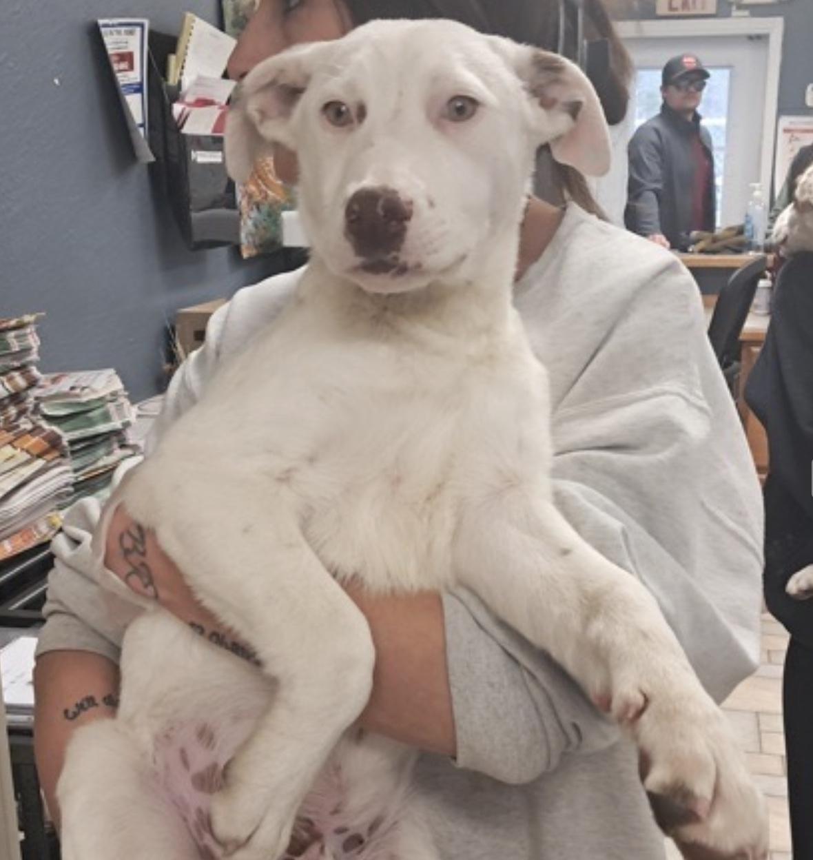 Tanner, ADOPTABLE, Puppy Male Australian Cattle Dog / Blue Heeler.