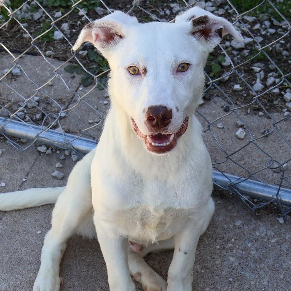 Enlarge Tanner, a ADOPTABLE Australian Cattle Dog / Blue Heeler in Hollister, MO image 1/3