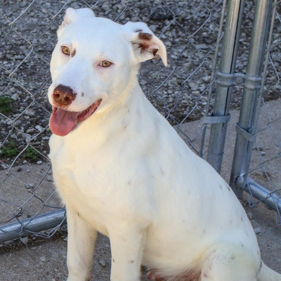Enlarge Tanner, a ADOPTABLE Australian Cattle Dog / Blue Heeler in Hollister, MO image 3/3