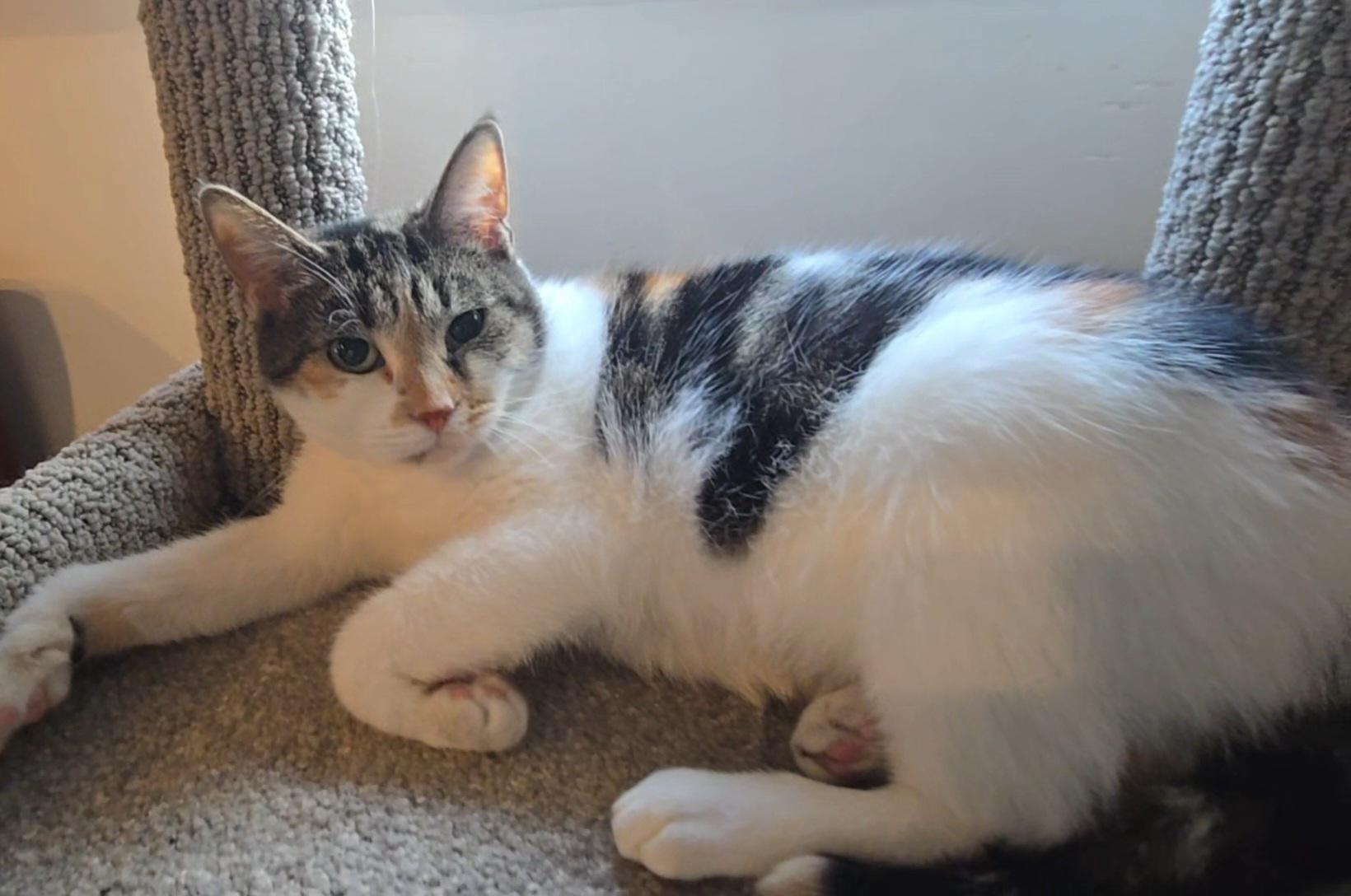 Rogue, ADOPTABLE, Adult Female Calico.