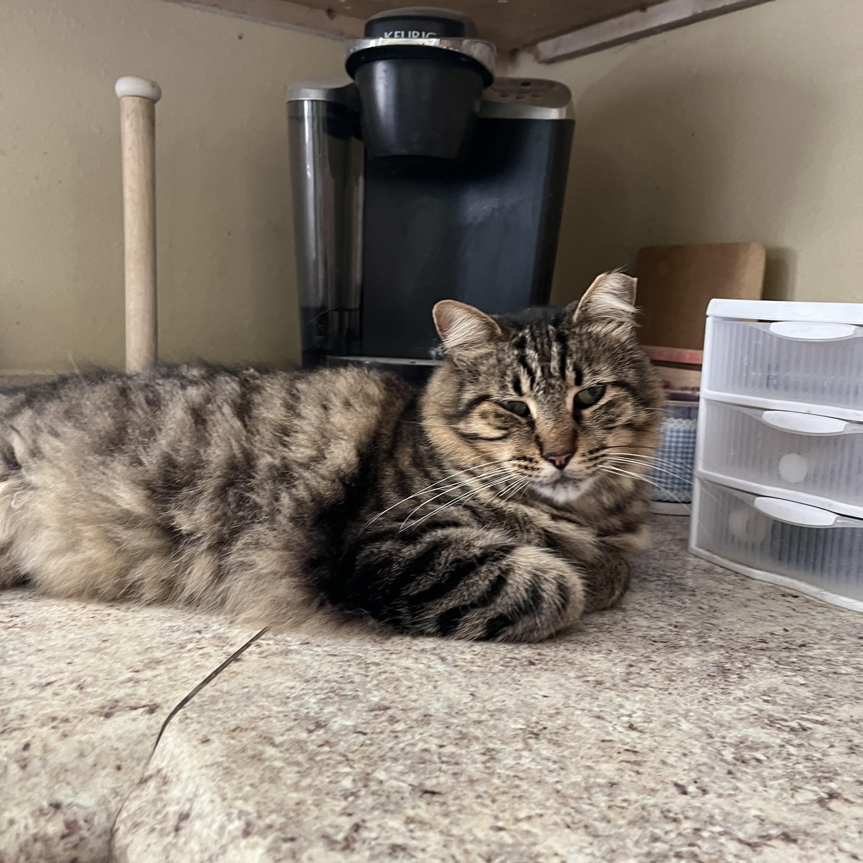 Enlarge Kiki, a ADOPTABLE Domestic Long Hair in Hammond, LA image 3/4