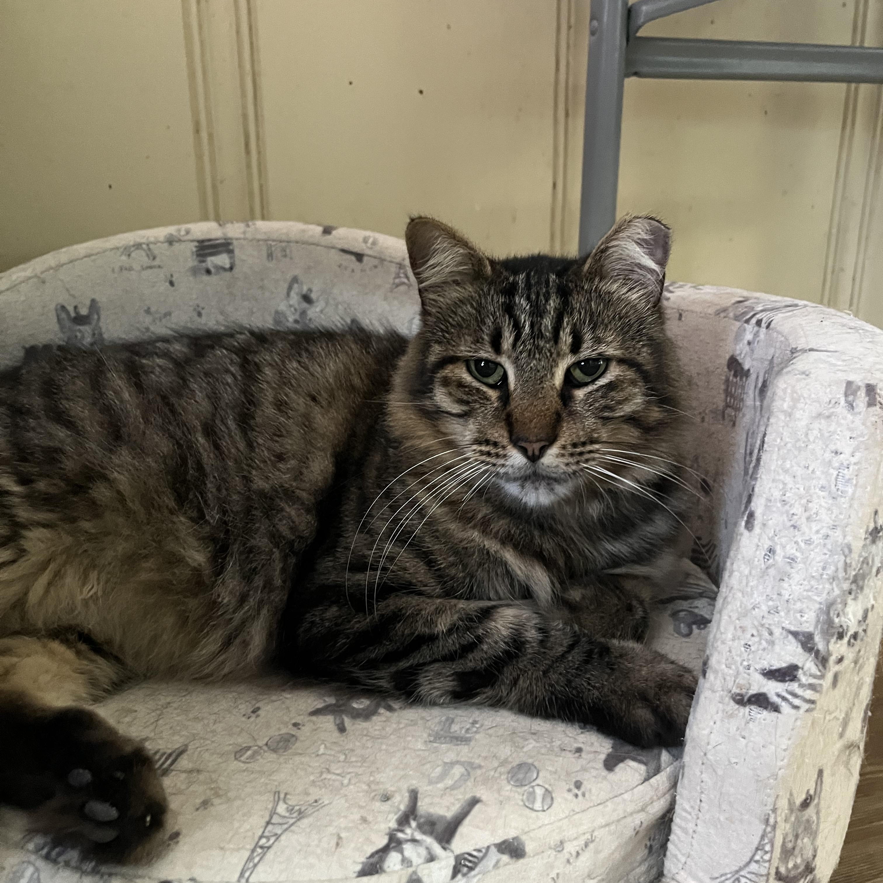 Kiki, ADOPTABLE, Adult Female Domestic Long Hair.